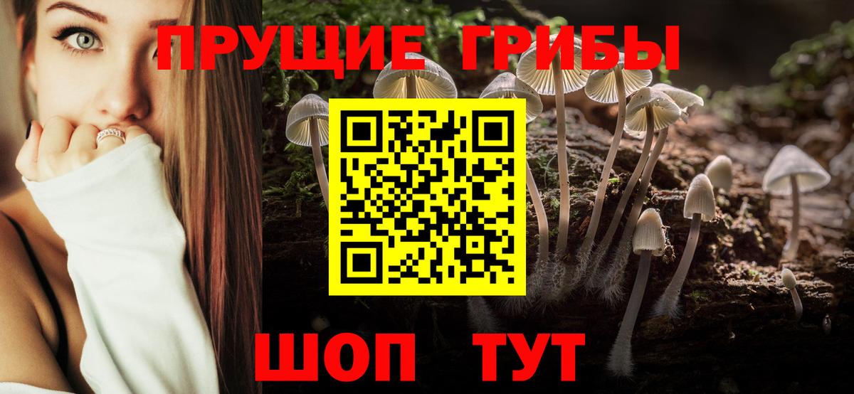 Псилоцибиновые грибы мицелий Заводоуковск